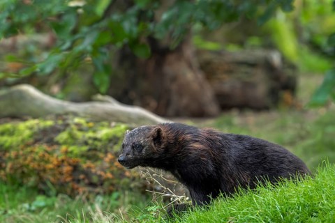 Wolverine, glutton, carcajou (Gulo gulo) foraging in forest, native to Scandinavia, Russia,