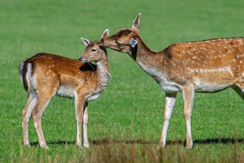 European fallow deer (Dama dama) doe, female licking fawn's head in grassland in autumn