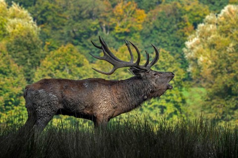 Rutting red deer (Cervus elaphus) stag with big antlers and covered in mud roaring, burling in