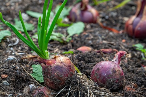 Bulb onions, common onions (Allium cepa) in vegetable garden in autumn, fall