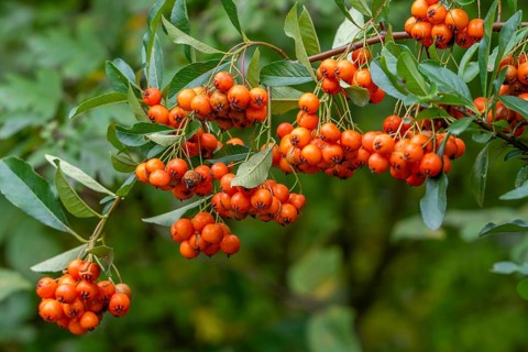 Orange berries of the common sea buckthorn, sandthorn, sallowthorn shrub (Hippophae rhamnoides,