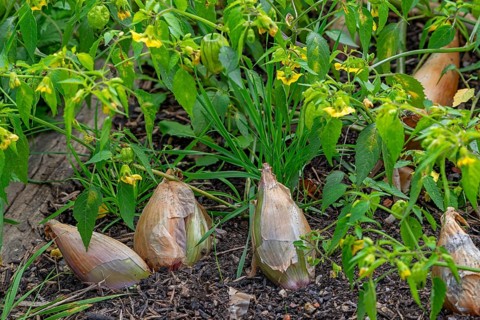 Shallot bulbs (Allium ascalonicum) in vegetable garden in autumn, fall