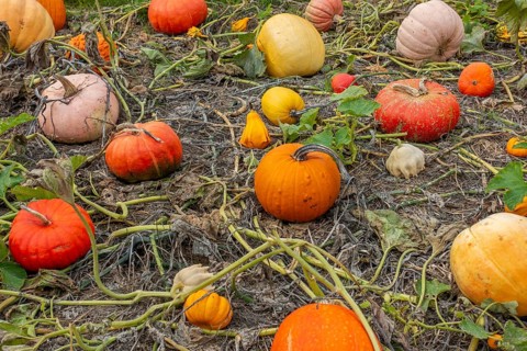 Cucurbita fruits also known as squash, pumpkins or gourds in vegetable garden in autumn, fall