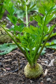 Celeriac, celery root, knob celery, turnip-rooted celery (Apium graveolens var. rapaceum) in