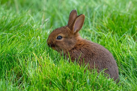 Young Brown Chestnut of Lorraine, Brun Marron de Lorraine, French breed of domestic rabbit from the