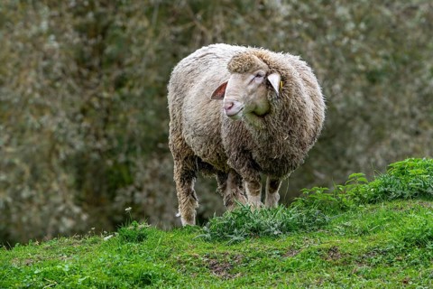 Est à Laine Merinos, German and French white Merino sheep breed from the Alsace Lorraine region of