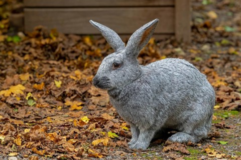 Argenté de Champagne, Argenté rabbit, one of the oldest French domestic rabbit breeds