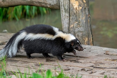 Striped skunk (Mephitis mephitis) walking over wooden footbridge, omnivore native to southern