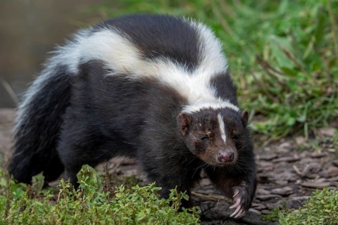 Striped skunk (Mephitis mephitis) omnivore native to southern Canada, the United States and
