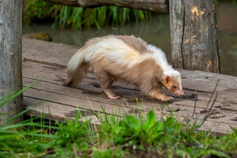 Striped skunk (Mephitis mephitis) brown, cream-colored mutation walking over wooden footbridge,