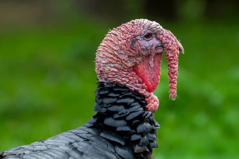 Close-up of head of black domestic turkey showing snood, caruncles and wattle, dewlap