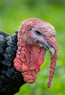 Close-up of head of black domestic turkey showing snood, caruncles and wattle, dewlap