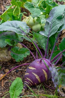 Kohlrabi, German turnip, turnip cabbage (Brassica oleracea var. gongylodes) in vegetable garden in