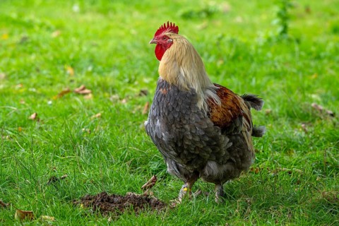 Meusian rooster, poule meusienne, French breed of domestic chicken