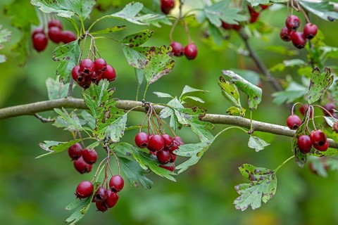 Common hawthorn, whitethorn, one-seed hawthorn, single-seeded hawthorn (Crataegus monogyna)