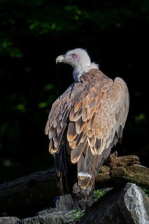 Griffon vulture, Eurasian griffon (Gyps fulvus) scavenger bird native to southern Europe, North