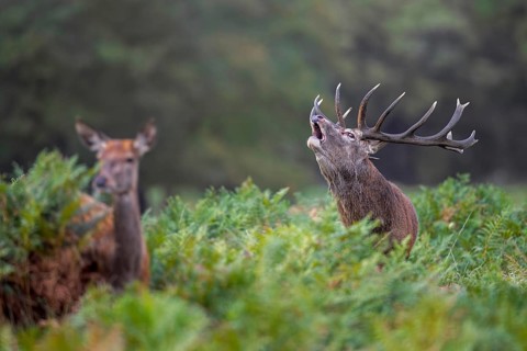 Hind and rutting red deer (Cervus elaphus) stag with big antlers bellowing amongst bracken at edge