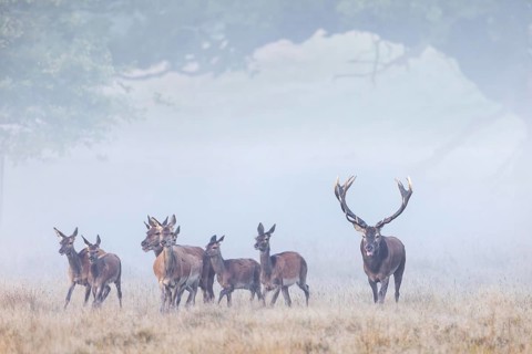 Red deer (Cervus elaphus) stag with big antlers herding harem of hinds through grassland at forest