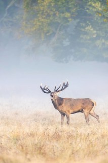 Red deer (Cervus elaphus) stag with big antlers bellowing in grassland at edge of forest in early