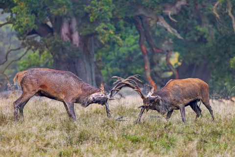 Two rutting red deer (Cervus elaphus) stags fighting by locking antlers during fierce mating battle