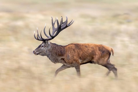 Motion blurred rutting red deer (Cervus elaphus) stag with big antlers running through grassland,