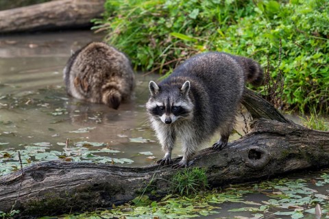 Common raccoon, North American racoon (Procyon lotor) walking over fallen tree trunk in pond,