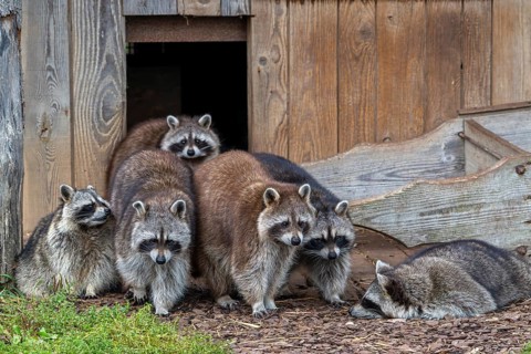 Family of common raccoons, North American racoon (Procyon lotor) emerging from barn, invasive
