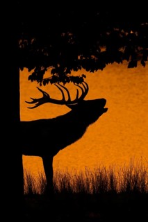 Silhouette of rutting red deer (Cervus elaphus) stag with big antlers roaring on lake bank at edge