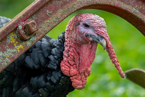 Close-up of head of black domestic turkey showing snood, caruncles and wattle, dewlap