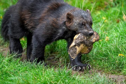 Scavenging wolverine, glutton, carcajou (Gulo gulo) walking away with huge animal bone, native to