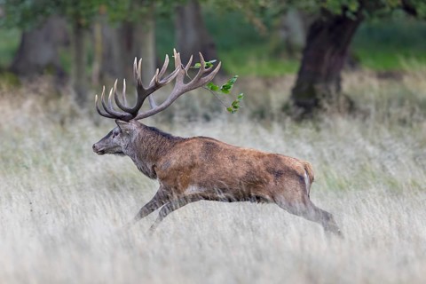 Rutting red deer (Cervus elaphus) stag with big antlers running through grassland, field at edge of