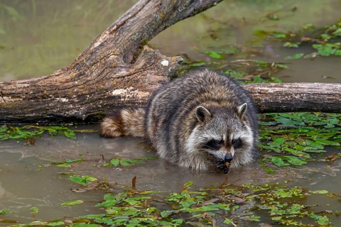 Common raccoon, North American racoon (Procyon lotor) washing food in water of pond, invasive