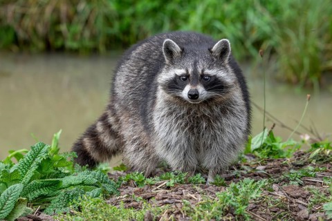Common raccoon, North American racoon (Procyon lotor) foraging along river bank, invasive species
