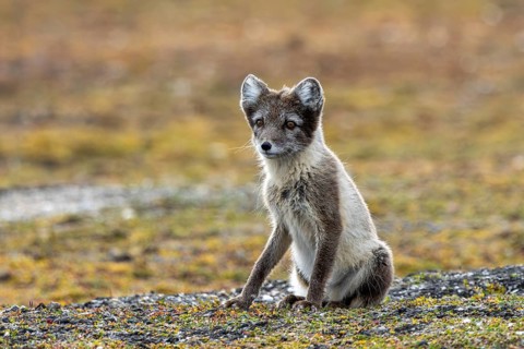 Arctic fox, polar fox (Vulpes lagopus) adult in summer coat foraging on the tundra showing its