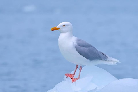Glaucous gull (Larus hyperboreus hyperboreus) adult in summer plumage on pack ice in spring,