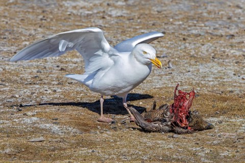 Glaucous gull (Larus hyperboreus hyperboreus) adult in summer plumage scavenging on dead common