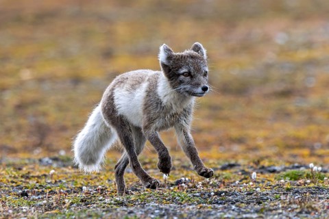 Foraging Arctic fox, polar fox (Vulpes lagopus) in summer coat running on the tundra showing its