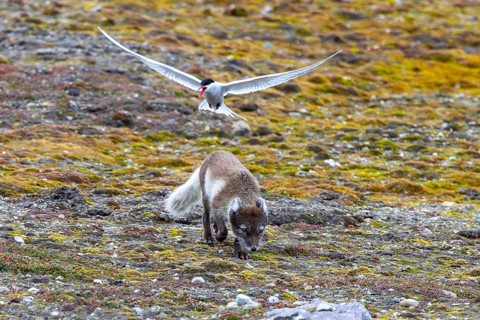 Foraging Arctic fox, polar fox (Vulpes lagopus) attacked by Arctic tern protecting its nest on the