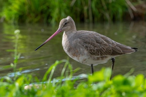 Black-tailed godwit (Limosa limosa) in non-breeding plumage foraging in creek, brook in autumn,