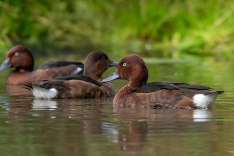 Ferruginous ducks, ferruginous pochard, common white-eye (Aythya nyroca), female and two males in