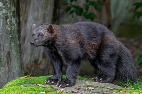 Wolverine, glutton, carcajou (Gulo gulo) showing its big paws with crampon-like claws in forest,