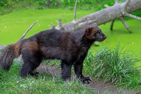 Wolverine, glutton, carcajou (Gulo gulo) foraging in forest, native to Scandinavia, Russia,