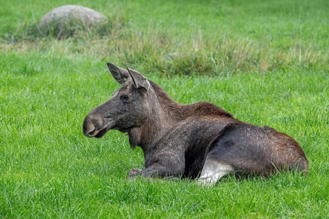 Moose, elk (Alces alces) cow, female resting in grassland, meadow in autumn, native to Scandinavia