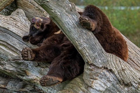 American black bear (Ursus americanus) brown color variation with white blaze on the chest sleeping