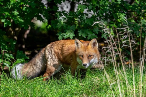 Hunting red fox (Vulpes vulpes) stalking prey in meadow, grassland along hedge