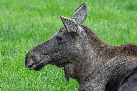 Close-up portrait of moose, elk (Alces alces) cow, female resting in grassland in autumn, native to