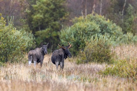 Moose, elk (Alces alces) two young bulls, males, one with shed antlers in grassland at edge of