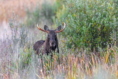 Moose, elk (Alces alces) bull, male feeding on willow leaves in marshland in autumn, fall, Sweden,