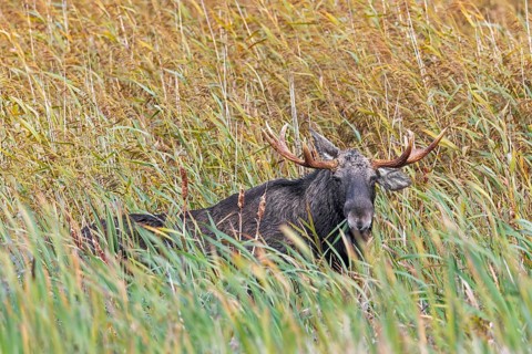 Moose, elk (Alces alces) bull, male foraging in reed bed in marshland in autumn, fall, Sweden,