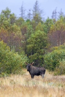 Moose, elk (Alces alces) bull, male foraging in grassland at edge of forest in autumn, fall,